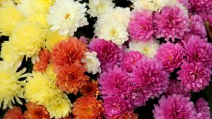 Crisantemi, il significato dei diversi colori nel linguaggio dei fiori