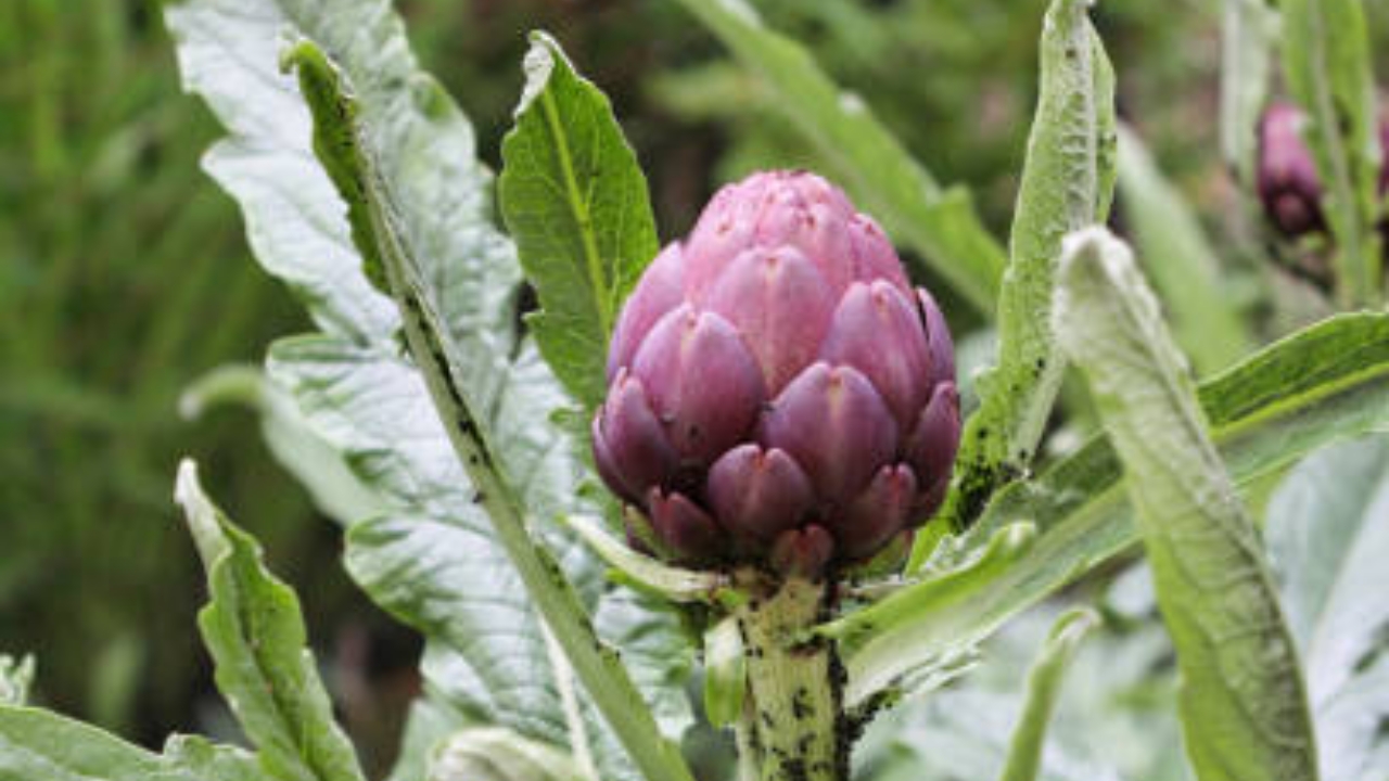 pianta di cynara