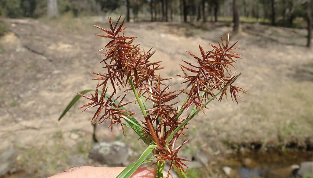 Cyperus rotundus, tutto quello che volevate sapere sullo zigolo infestante