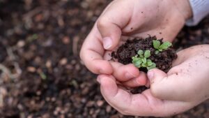 Damping off, come evitare che i semi muoiano prima di germinare
