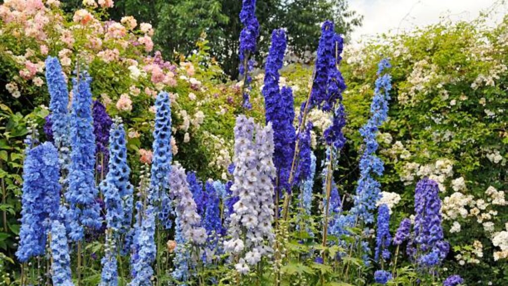 Delphinium: cosa sapere su questo fiore perenne