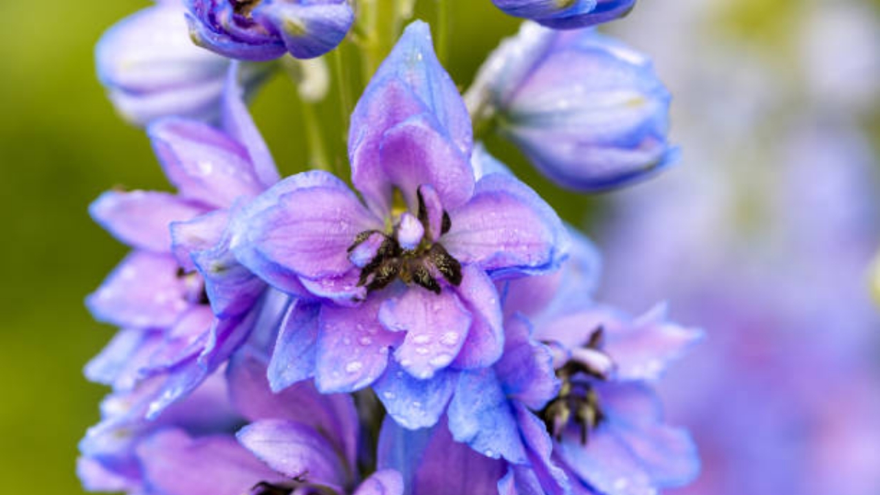 fiore di delphinium