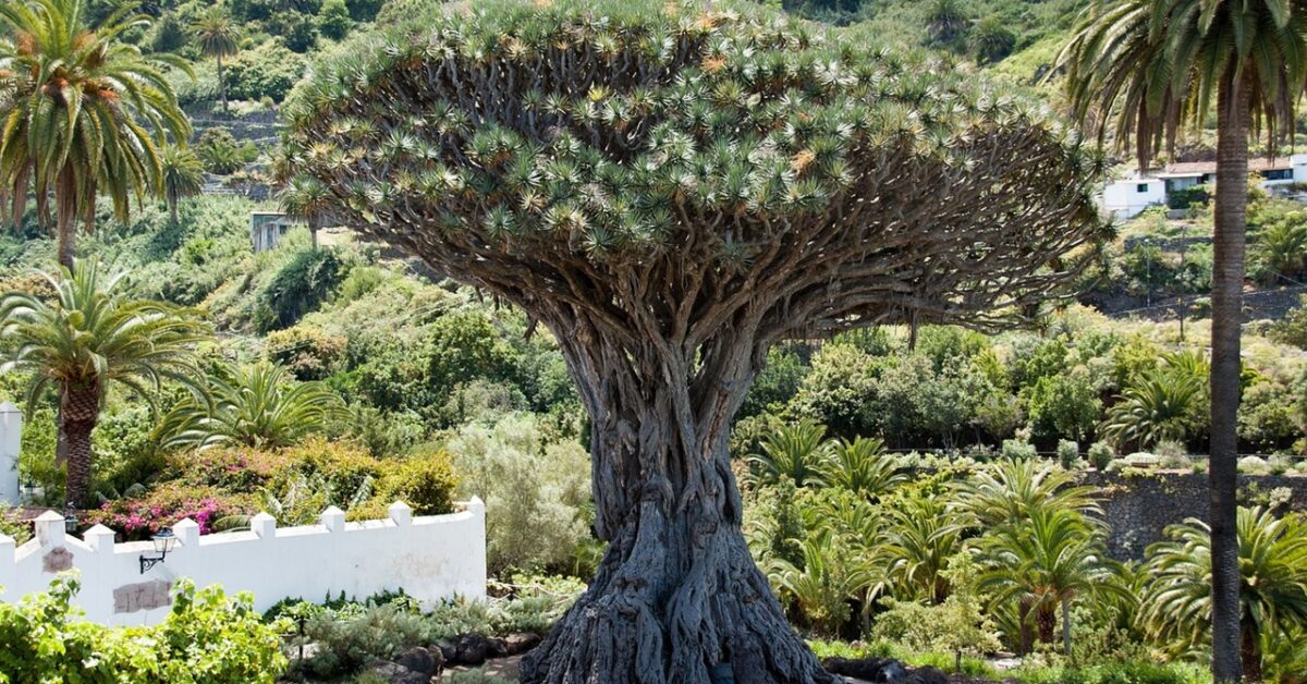 ZEEOZE Albero artificiale 150cm Artificiale Dracaena Pianta Finta Alta con Vaso Nero Piante Finte da Interno Per Interni esterno Soggiorno Camera da Letto Ufficio Casa Corridoio Decorazione (1Pz
