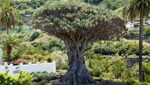 Dracaena draco, possiamo coltivare l’albero del drago in Italia