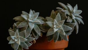 Dudleya: tutto quello che non sai su questa succulenta a rosetta