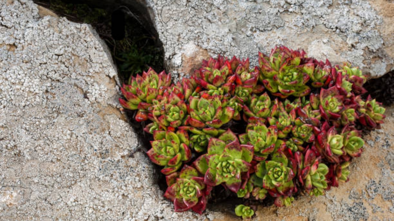 dudleya tra le rocce