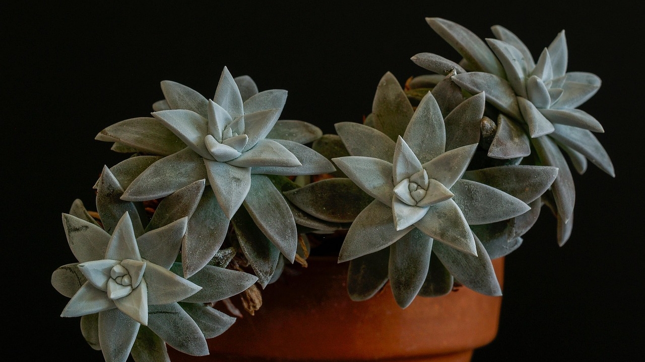 dudleya in vaso