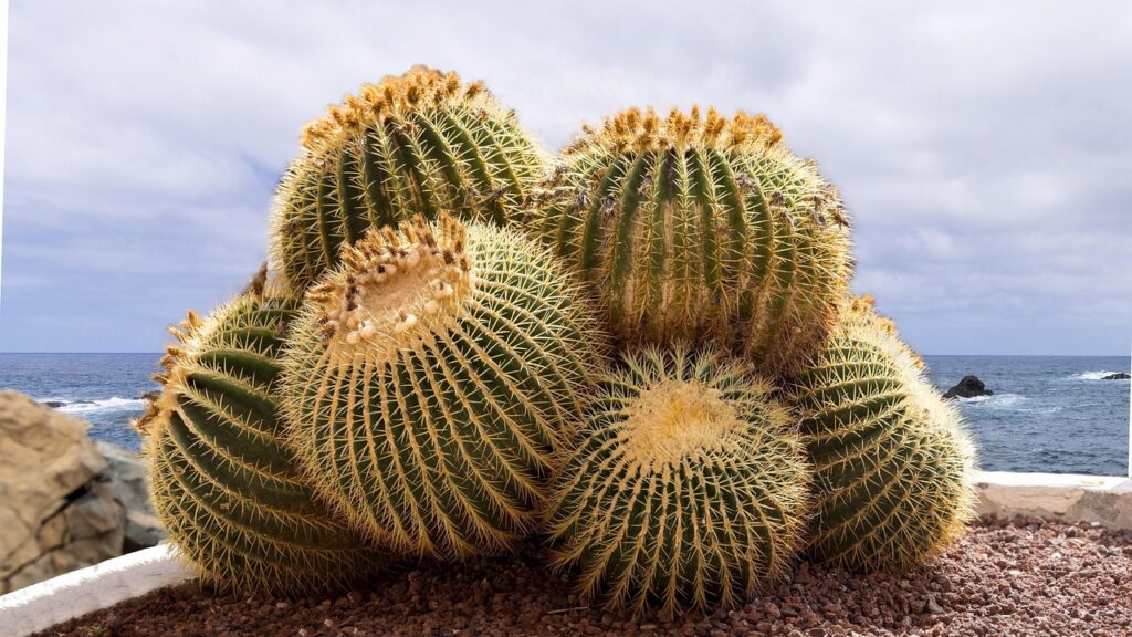 Echinocactus: tutto ciò che c’è da sapere su questo genere di succulenta