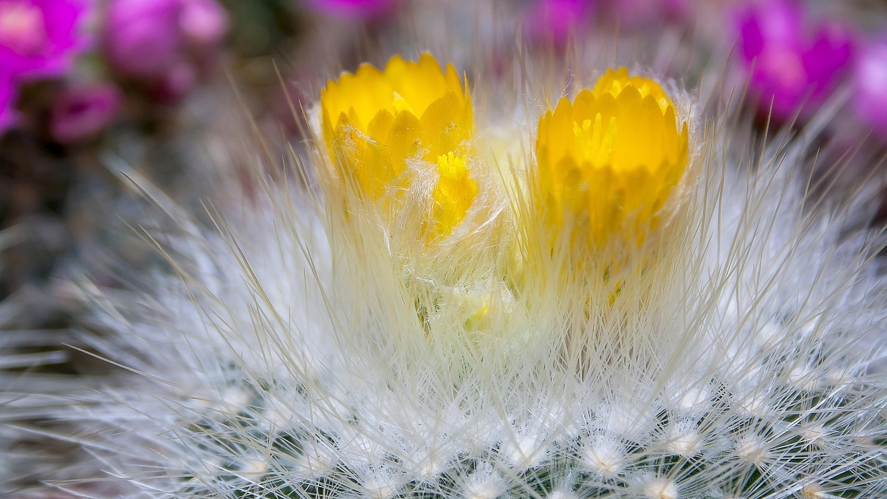 fiori di echinocactus