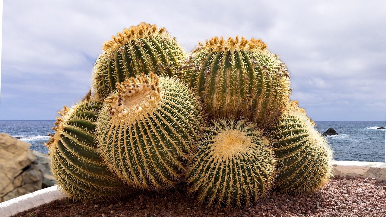 echinocactus cresciuto
