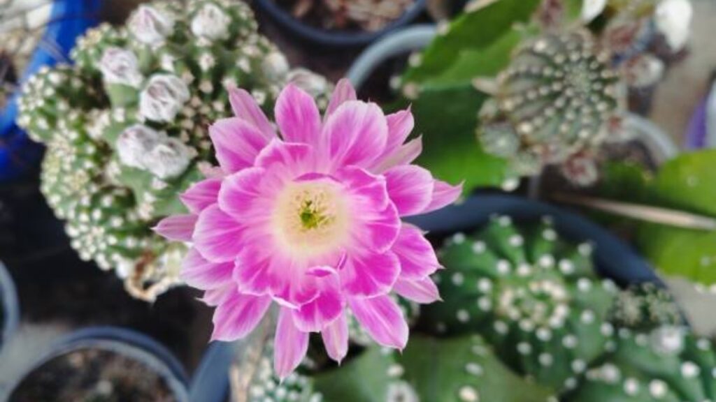 Echinopsis: tutto ciò che c’è da sapere su questo cactus immortale