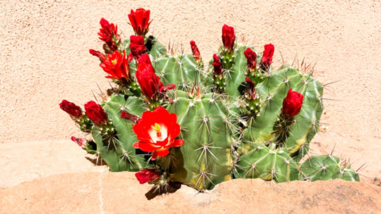 echinopsis con fiori rossi