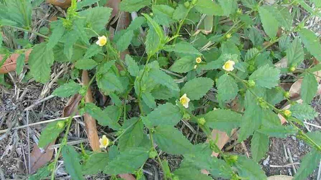 Erba testarda, il potere nascosto di questa meraviglia senza pretese della natura