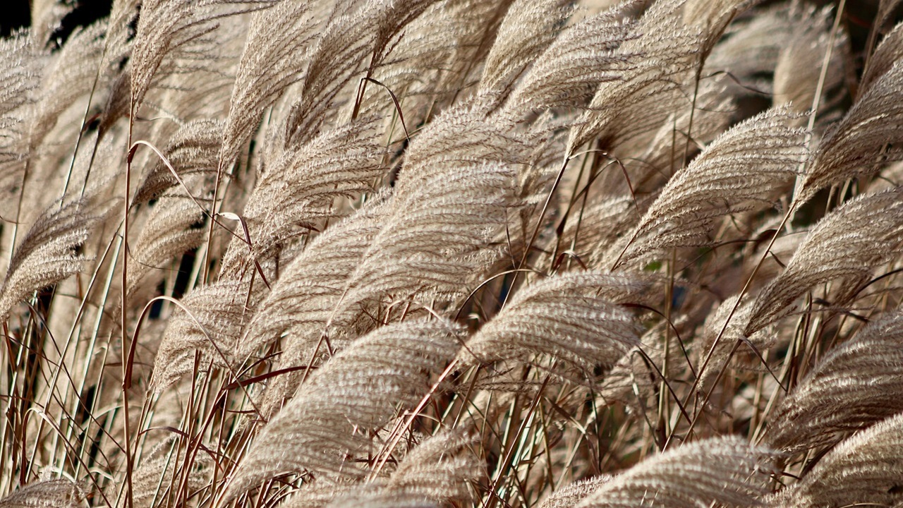 erbe ornamentali