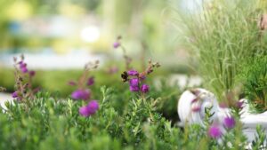 Erica irlandese, come portare un po’ di brughiera nei vostri giardini e balconi