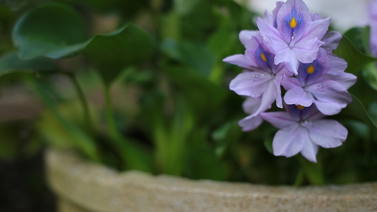 fiore vaso