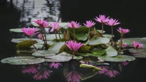 Le piante porta fortuna da avere in giardino secondo il Feng Shui