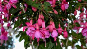 Piante da fiore in vaso per creare schermi naturali con cui proteggere la vostra privacy in giardino