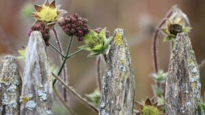 Giardino disordinato – potrebbe essere colpa di una di queste dieci cose
