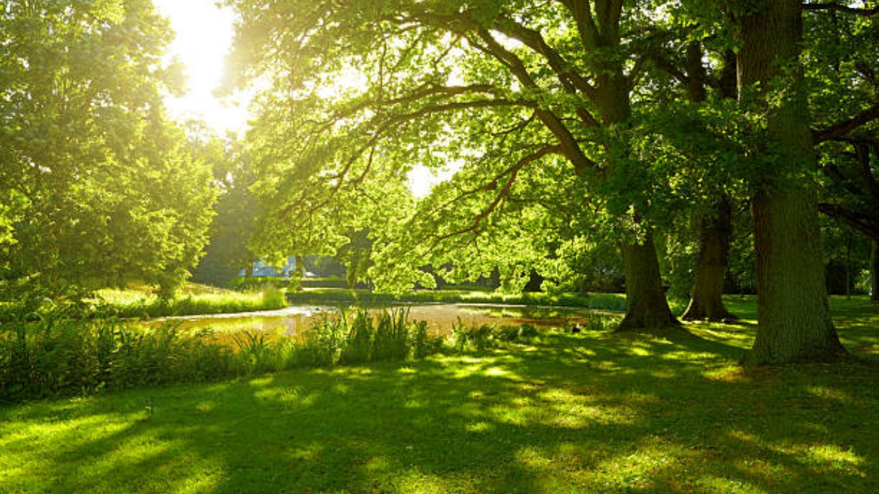giardino con prato verde