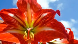 Giglio tigrato: caratteristiche e curiosità su questo particolare fiore