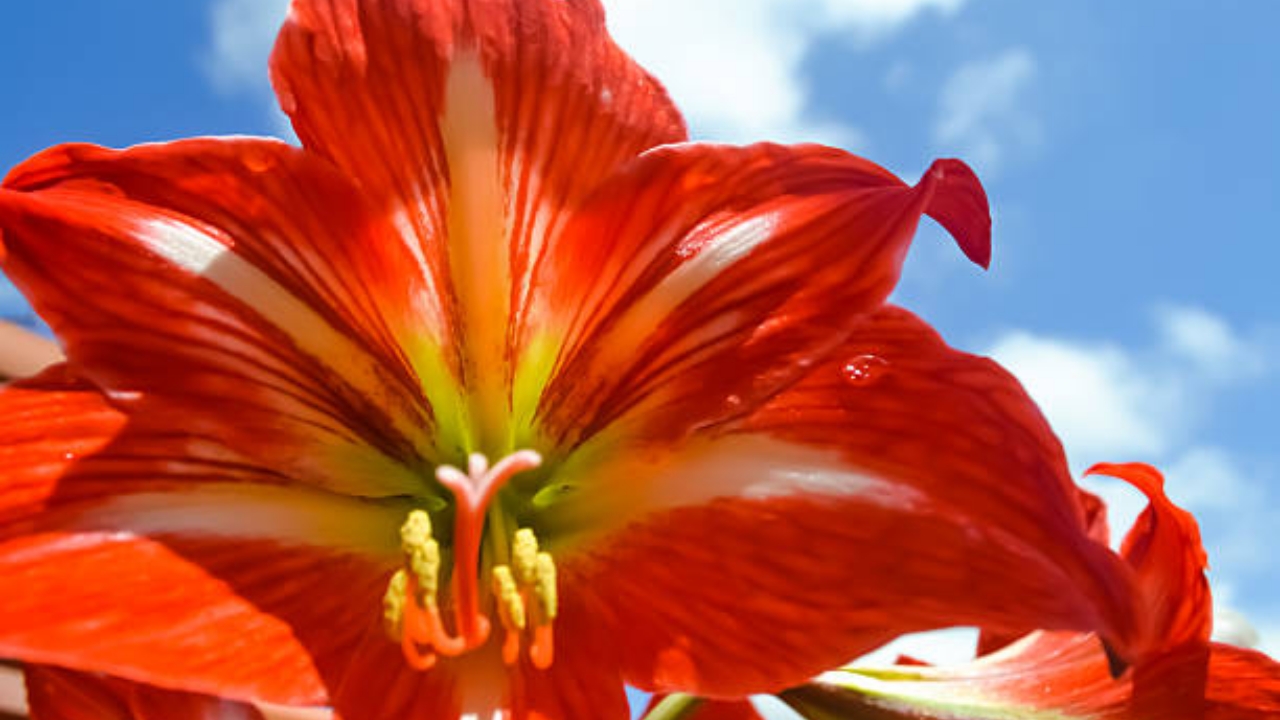 fiore di giglio tigrato