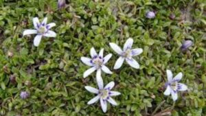 Isotoma: tutto ciò che devi sapere su questa tappezzante