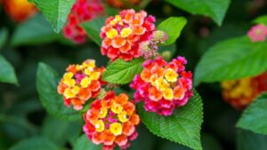 Lantana: tutto ciò che devi sapere su questa pianta
