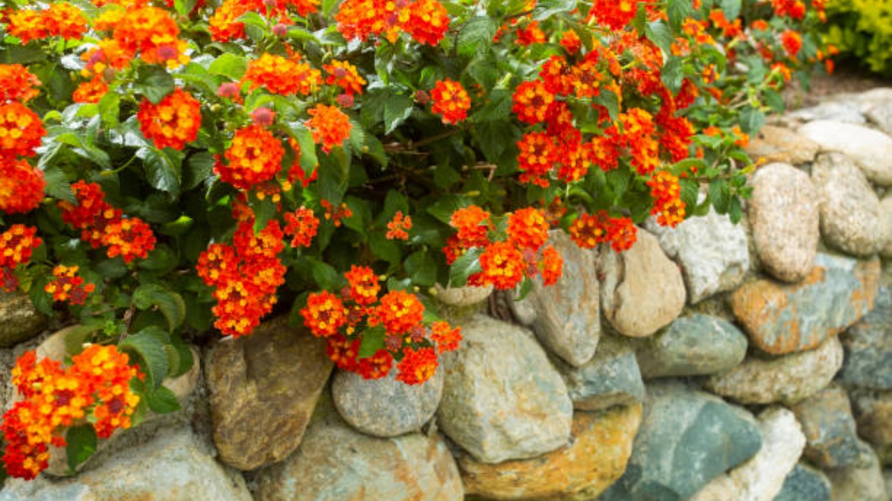 lantana in giardino