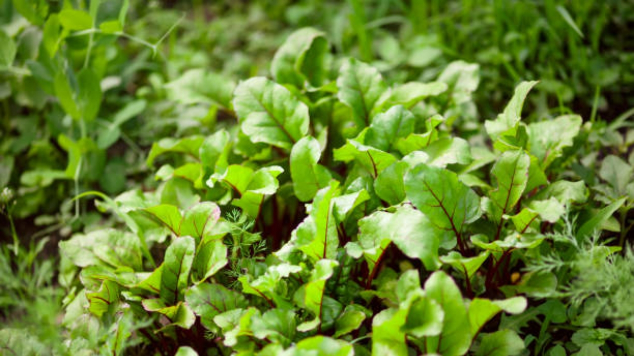 lattuga selvatica