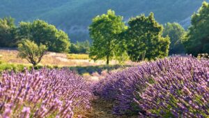 La lavanda è diventata troppo legnosa – cosa fare per far riprendere la pianta