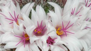 Mammillaria elongata: tutto ciò che c’è da sapere su questo cactus