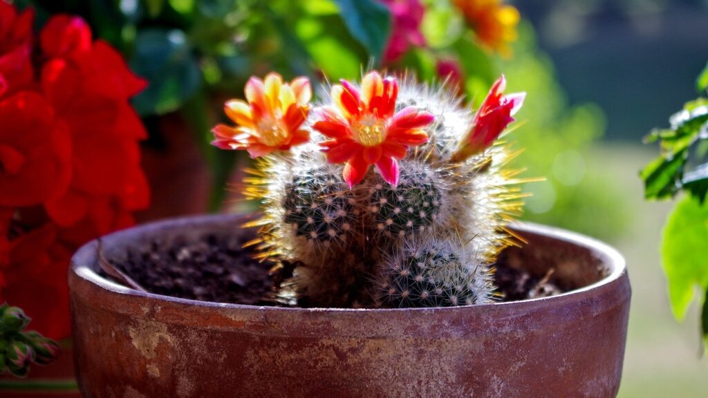 mammillaria elongata fiorita