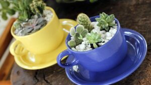 Casa piccola – prova a prenderti cura delle mini succulente