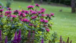 Monarda: coltivazione e usi di questa pianta da fiore