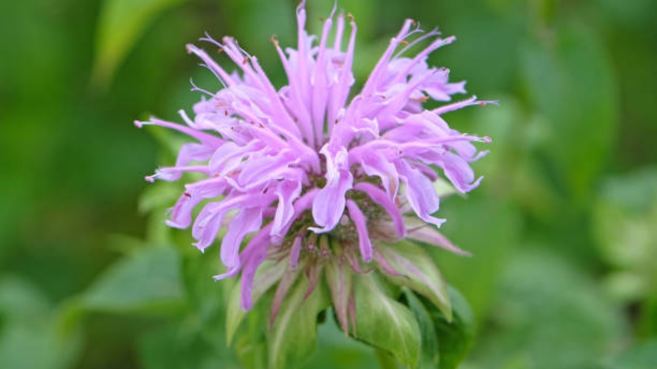 fiore di monarda