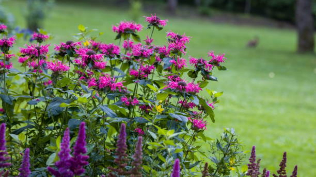 pianta di monarda