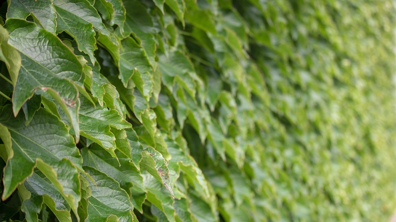 muro verde