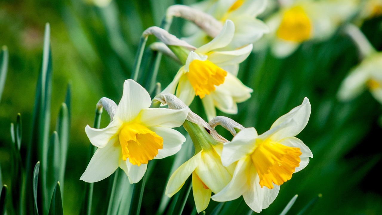 narcisi