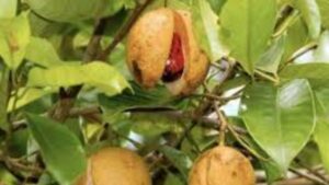 Albero di noce moscata: tra caratteristiche, usi e curiosità