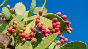 Opuntia: caratteristiche ed usi di questo alleato della bellezza