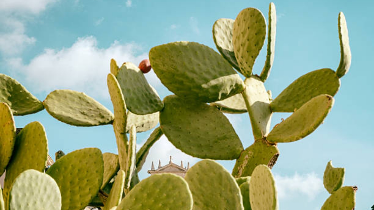opuntia sana