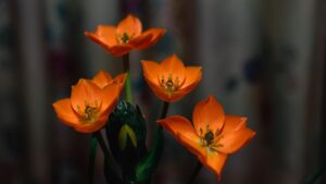 Ornitogallo, come coltivare questo bulbo per ottenere splendidi fiori
