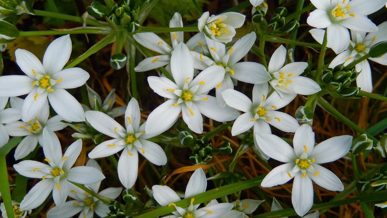 ornitogallo bianco