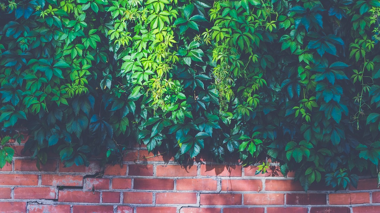 parete verde