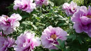 Come potenziare i cespugli di peonie in primavera: alcuni consigli per fioriture più grandi