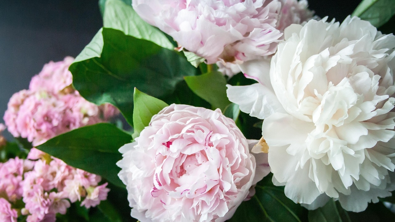 fiori di peonie