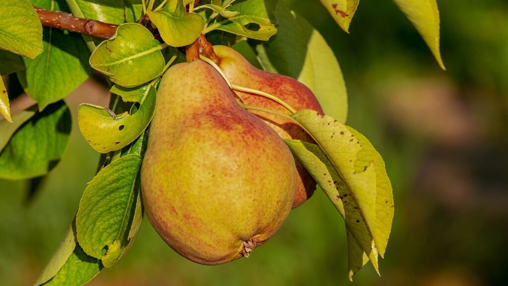 Pera coscia: tutto ciò che c’è da sapere su questa varietà