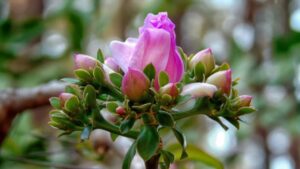 Pereskia: usi, benefici e cura di questo genere di piante