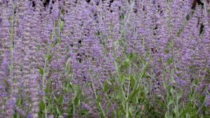Perovskia: usi, cura e curiosità su questa pianta da fiore